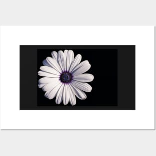 White African daisy or Cape Daisy (Osteospermum) on black background Posters and Art